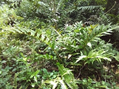 Meniscium reticulatum