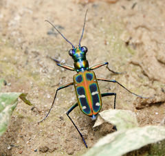 Cosmodela barmanica