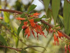 Woodfordia fruticosa