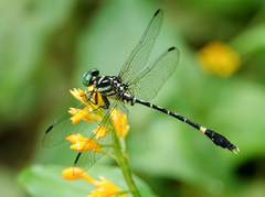 Orientogomphus indicus