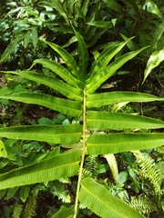 Meniscium reticulatum