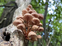 Mycena parsonsii