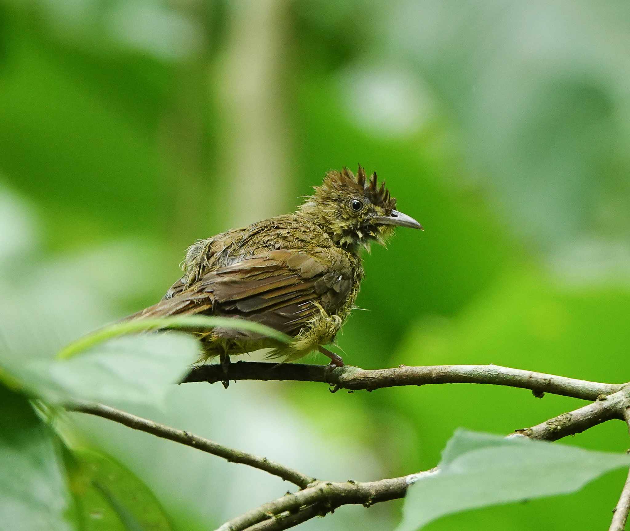 Cachar Bulbul illustration