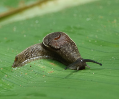 Helicarionoidea