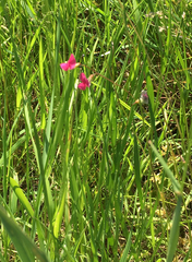 Lathyrus nissolia