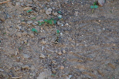 Dasymutilla arachnoides