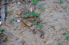 Dasymutilla arachnoides