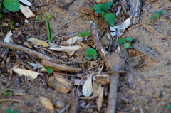 Dasymutilla arachnoides