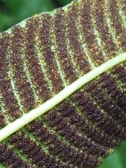 Meniscium reticulatum