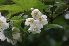 Philadelphus tomentosus