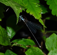 Coeliccia bimaculata