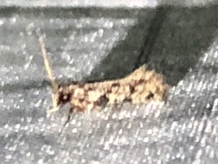 Amydria margoriella