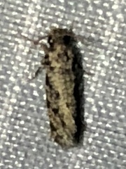 Amydria margoriella