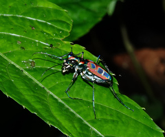 Cosmodela barmanica