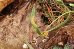 Puccinia mariae-wilsoniae