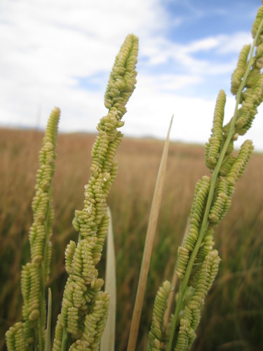 American sloughgrass