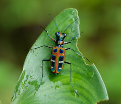 Cosmodela barmanica