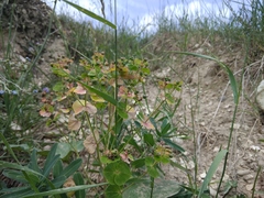 Euphorbia iberica