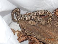 Bothrops atrox