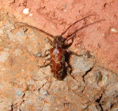 Eupogonius tomentosus