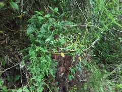 Odontosoria aculeata