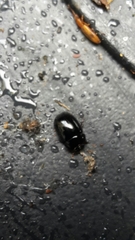 Dactylosternum abdominale