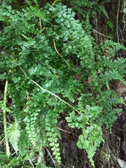 Odontosoria aculeata