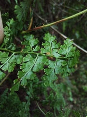 Odontosoria aculeata