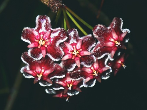 Hoya pubicalyx 'Royal Hawaiian Purple'