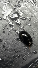 Dactylosternum abdominale