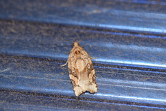 Argyrotaenia montezumae