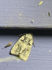 Acronicta ovata