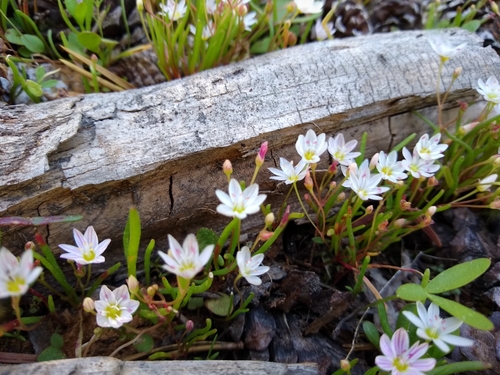 Image of Threeleaf Lewisia (Lewisia triphylla) by (c) Quinn Shemet, some rights reserved (CC BY)