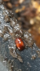Dactylosternum abdominale