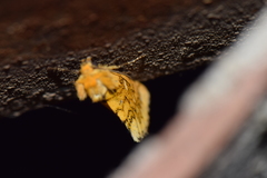 Chrysoecia dela