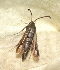 Sesiidae