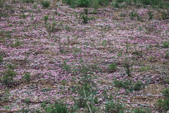 Calyptridium monospermum