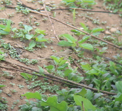 Anthus hodgsoni