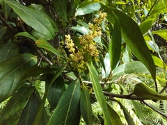 Ocotea leucoxylon