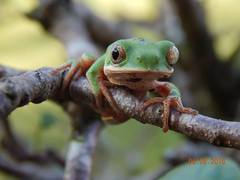 Pithecopus hypochondrialis