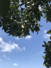 Rhizophora mangle image