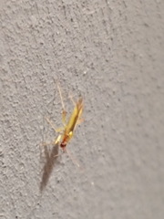 Campyloneura virgula