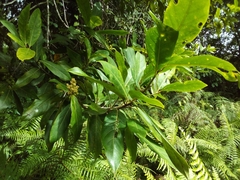 Ocotea leucoxylon