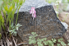 Dicentra pauciflora