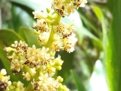 Ocotea leucoxylon