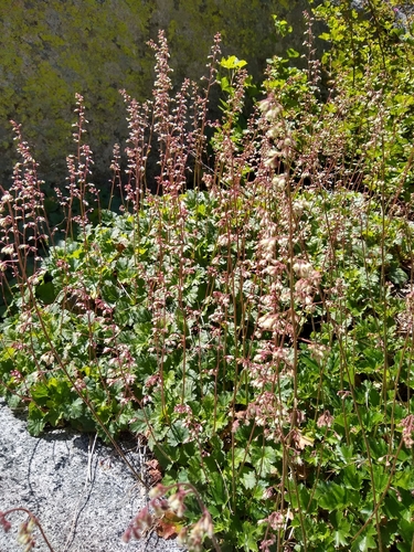 Pink alumroot (Heuchera rubescens)