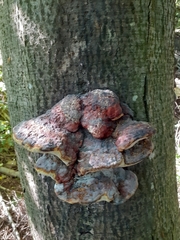 Fomitopsis pinicola