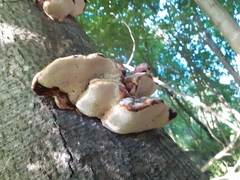 Fomitopsis pinicola