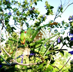 Neobarrettia spinosa