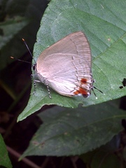 Strephonota cyllarissus